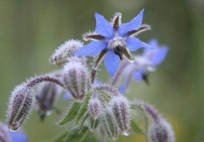 Borretsch Blüte