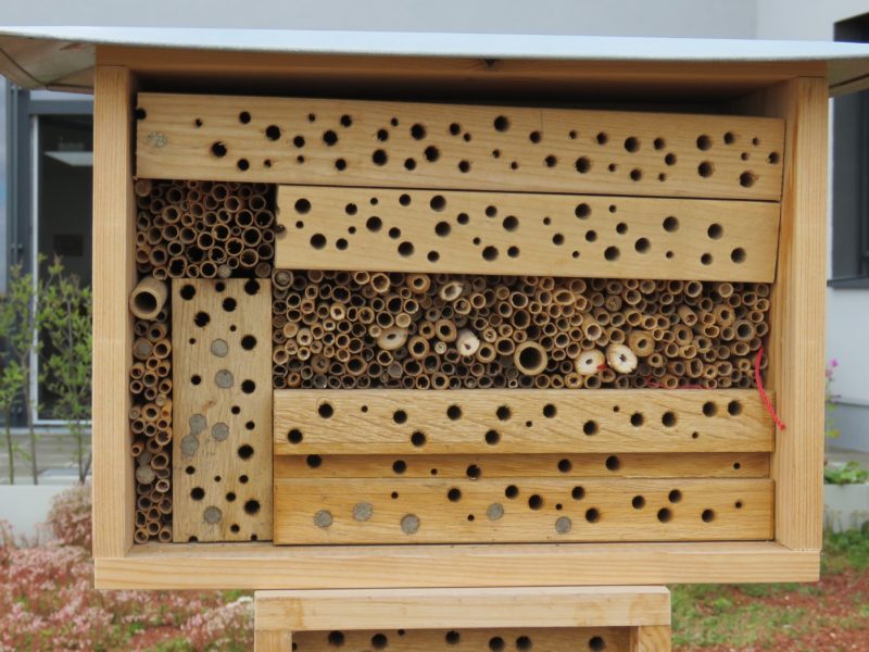 Nisthilfe für Wildbienen