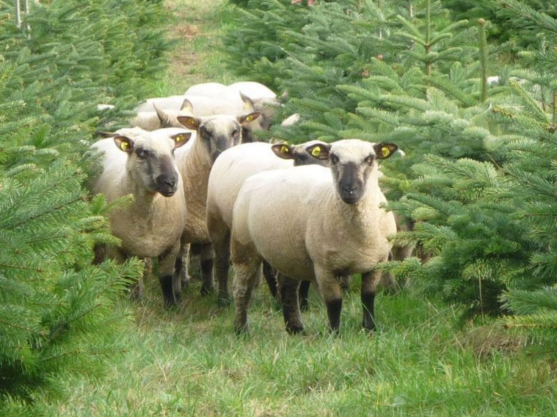 Shropshire Schafe in Christbaumkultur