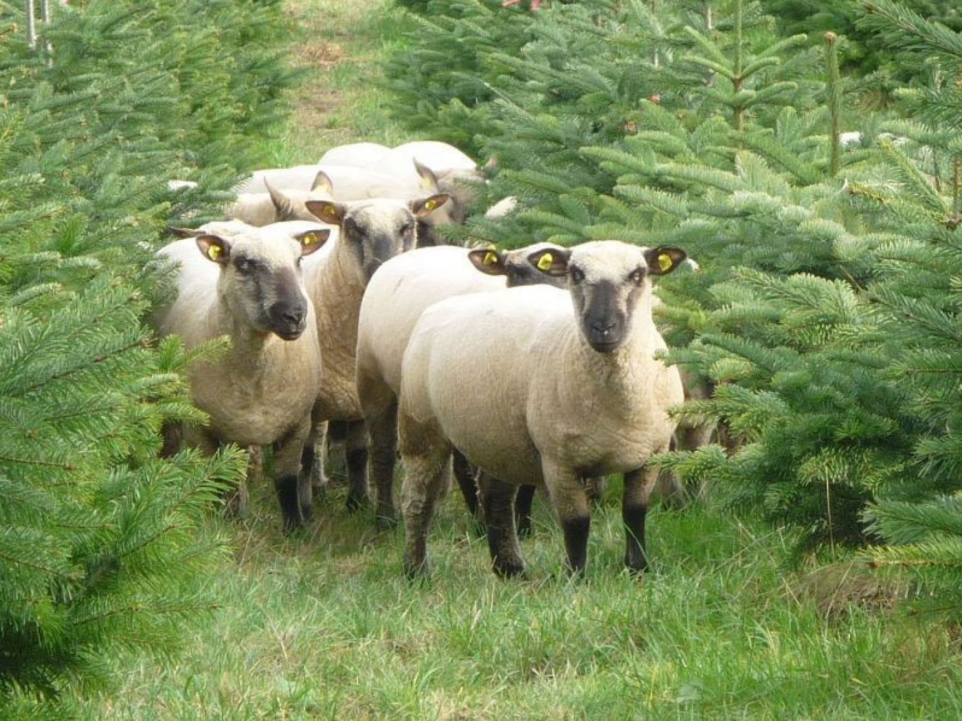 Shropshire Schafe in Christbaumkultur