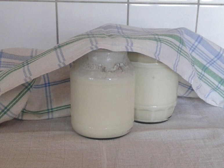 Joghurt selbst gemacht