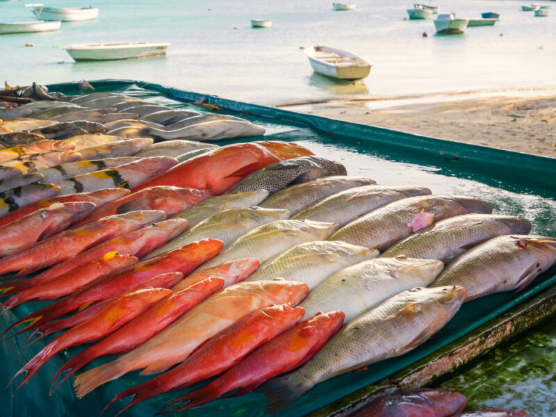 Fisch aus Übersee