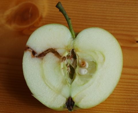 Apfel mit Apfelwicklerlarven