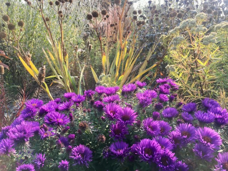 Staudenbeet mit Aster novae-angliae  'Purple Dome'