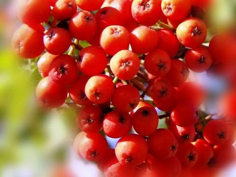 Vogelbeeren