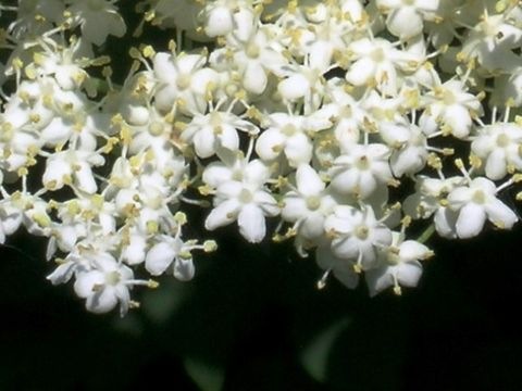 Holunderblüten