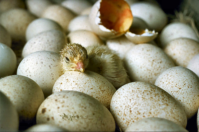 Chicks_hatching_USDA.gov
