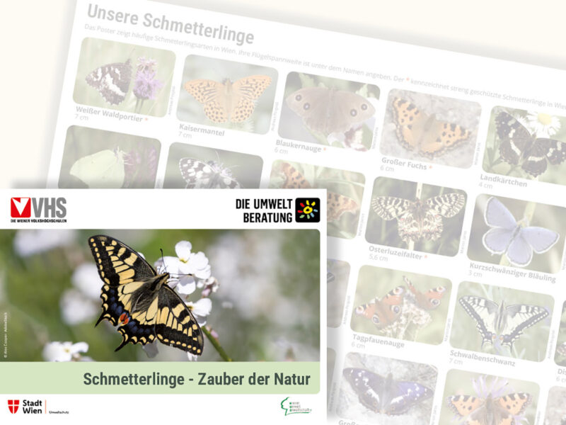 Cover Schmetterlingsposter