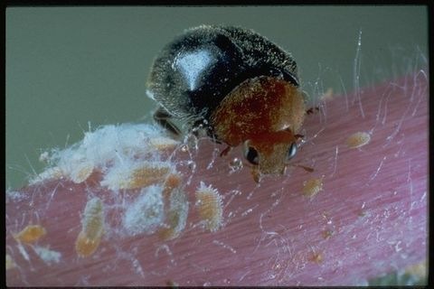 Cryptolaemus-montrouzieri-koppert-biological-systems