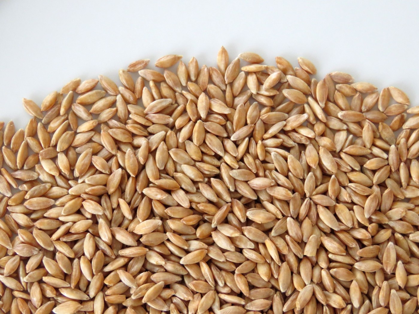 Einkorn