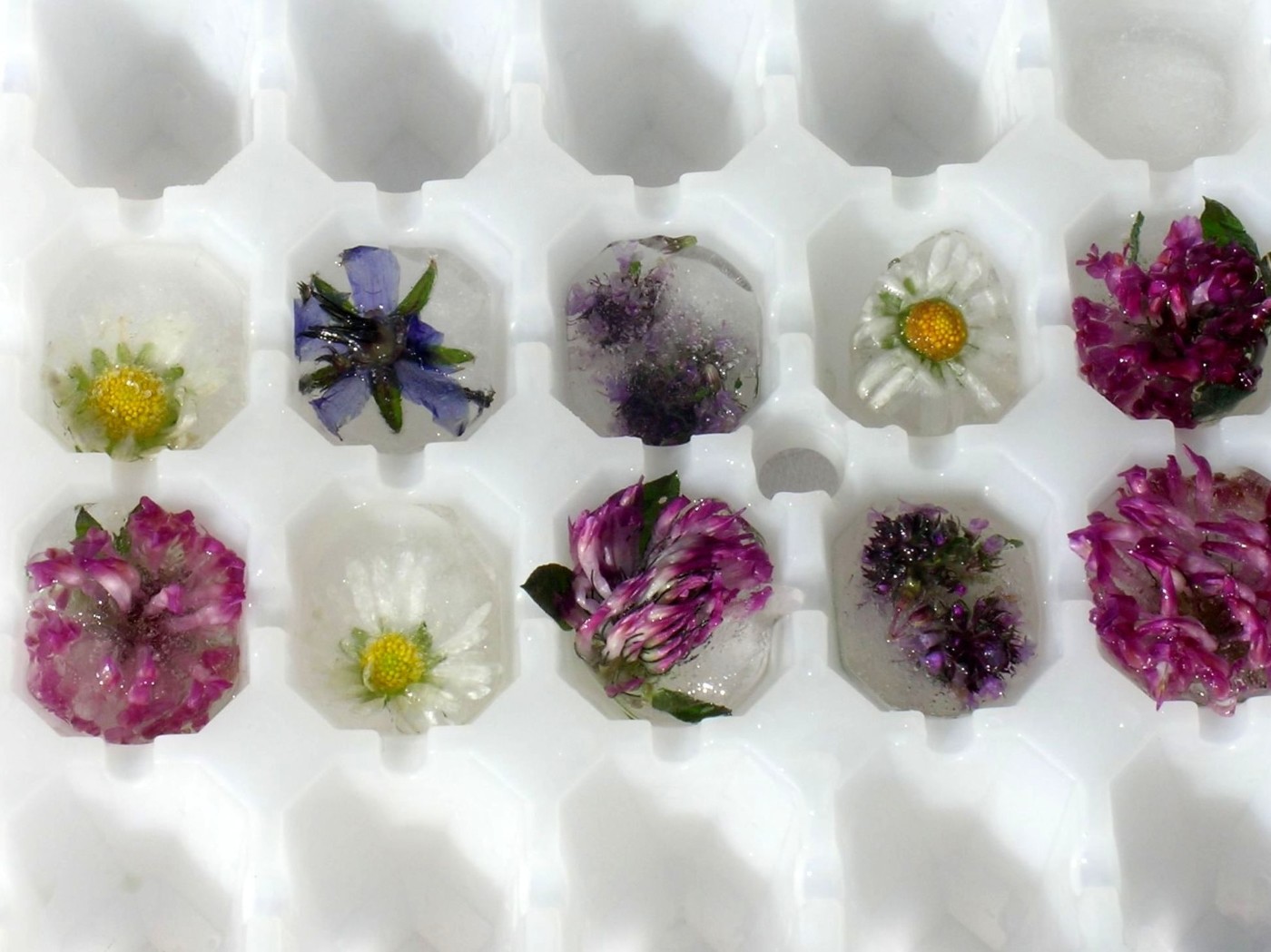 Blüten-Eiswürfel