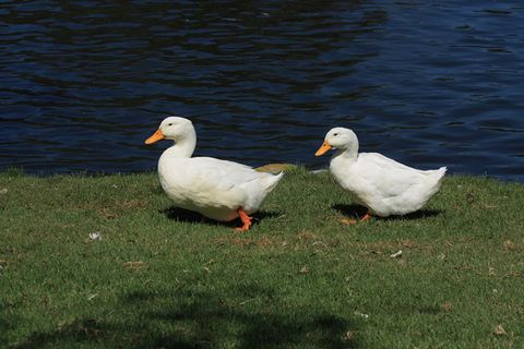 Enten am Wasser