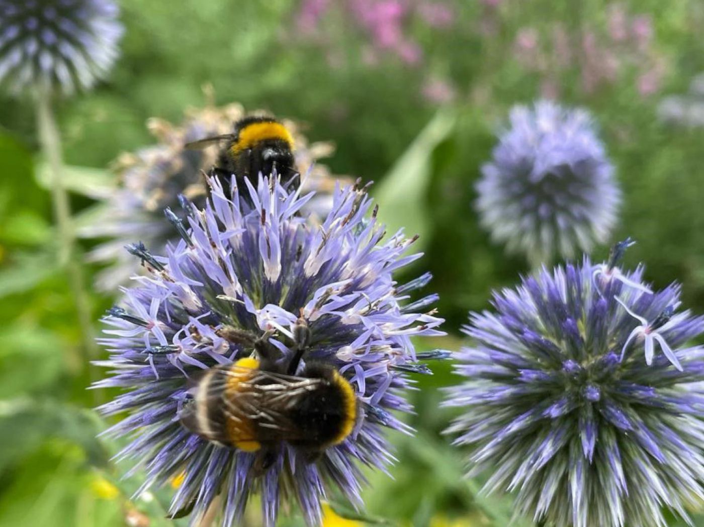 Erdhummel