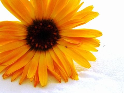 Ringelblume