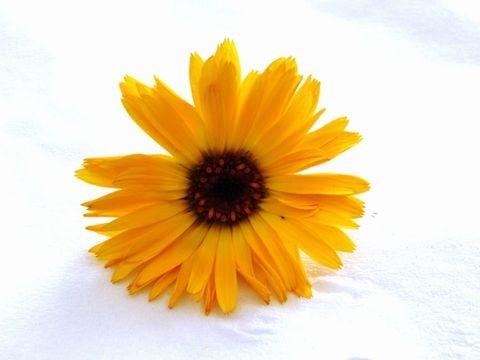 Ringelblume
