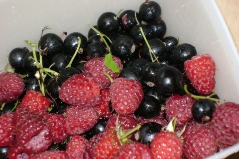 Beeren
