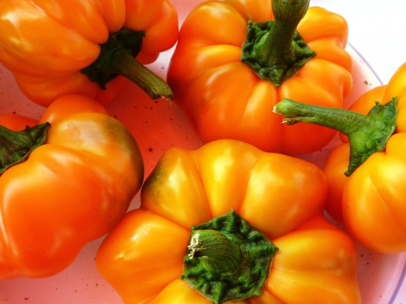Paprika