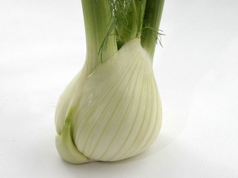 Fenchel