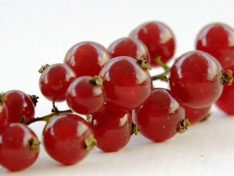 Ribiseln