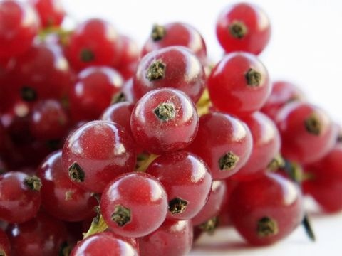 rote Ribiseln