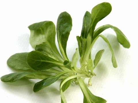 Vogerlsalat