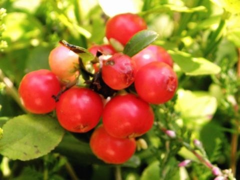 Preiselbeeren