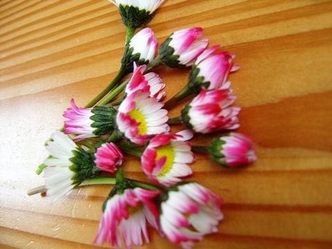 Gänseblümchen rosa
