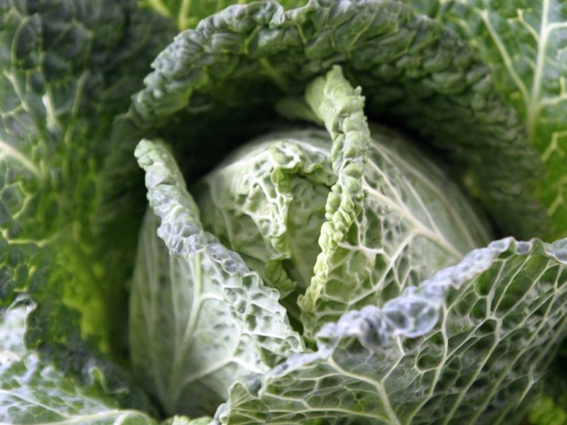 Kohl