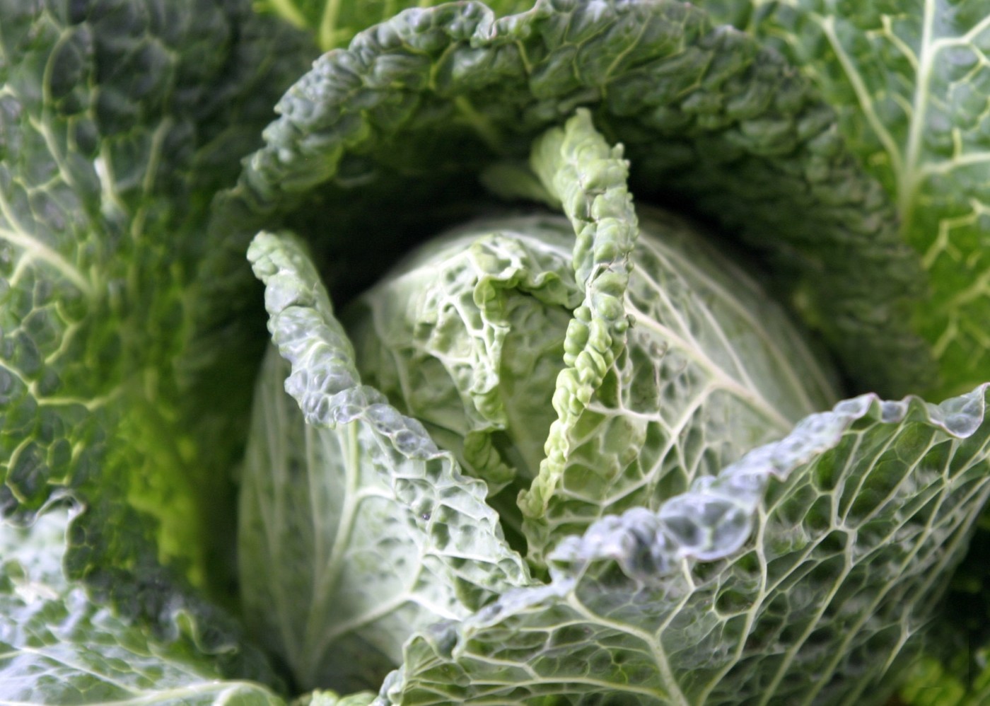 Kohl