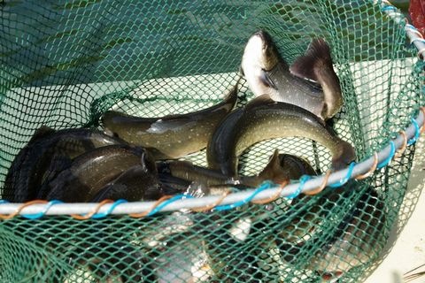 Fische im Netz
