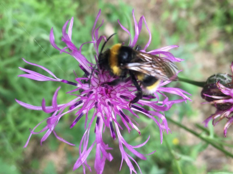 Flockenblume
