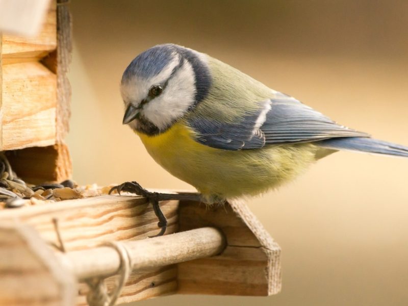 Blaumeise am Futterhaus