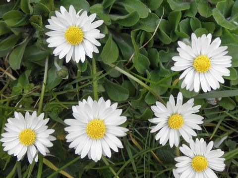 Gänseblümchen
