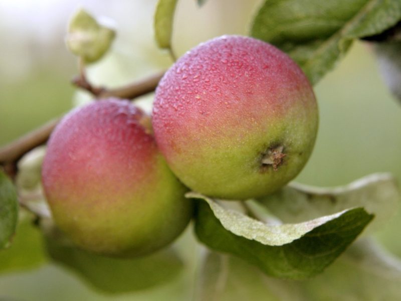 Äpfel