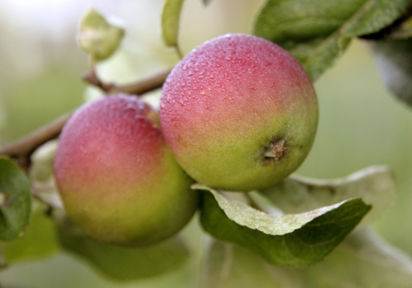 Äpfel