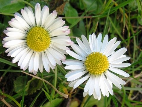 Gänseblümchen