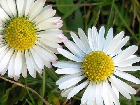 Gänseblümchen weiß