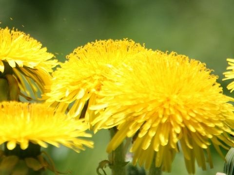 Löwenzahnblüten
