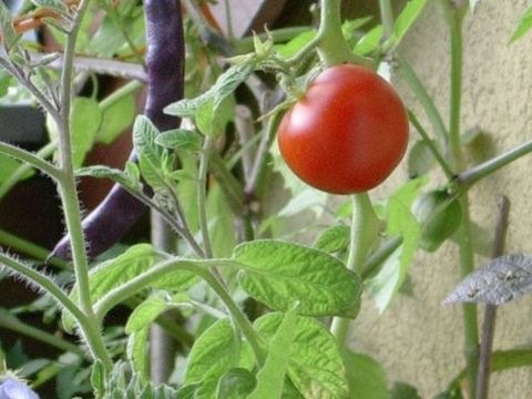 Tomate