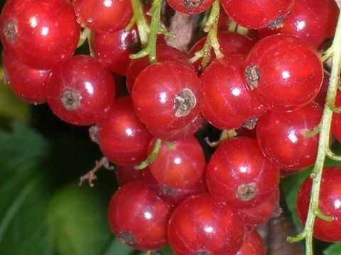 rote Ribisel