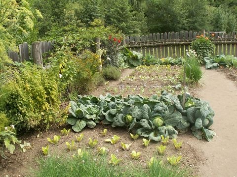 Gemüsegarten
