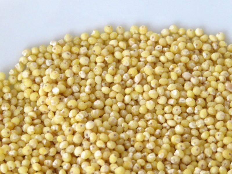 Goldhirse