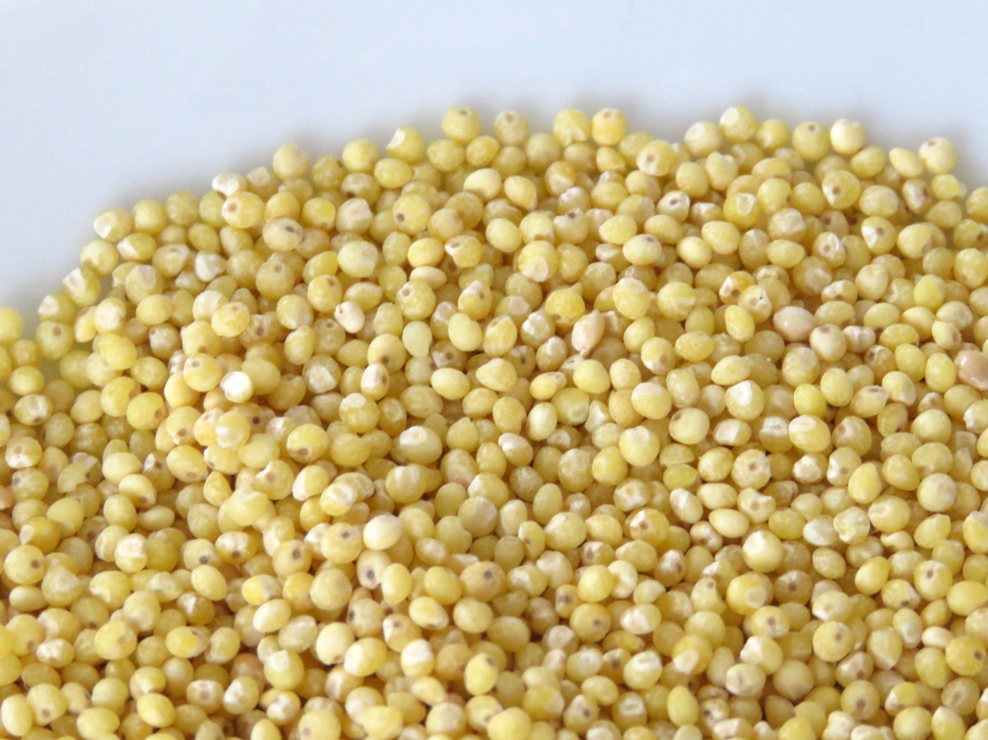 Goldhirse