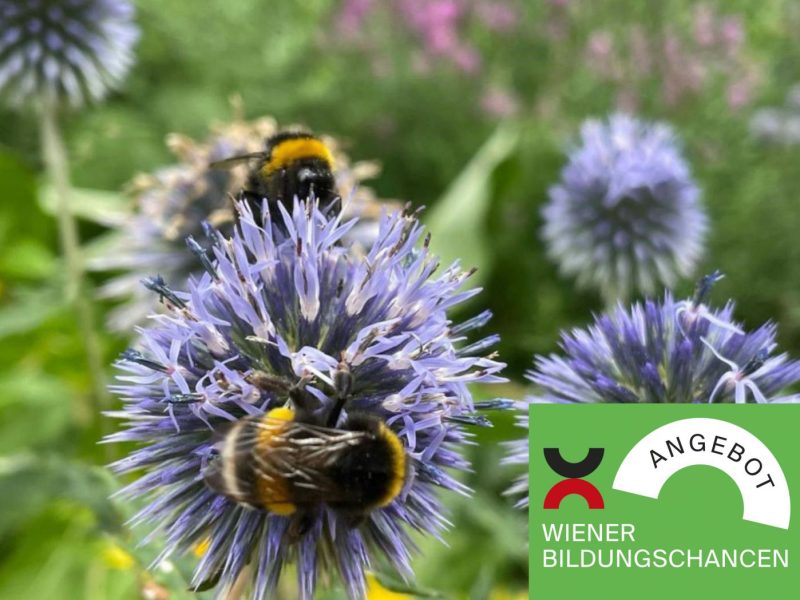 Hummel auf Blume