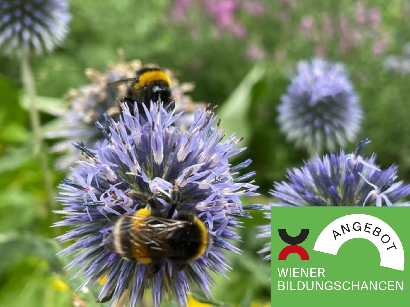Hummel auf Blume