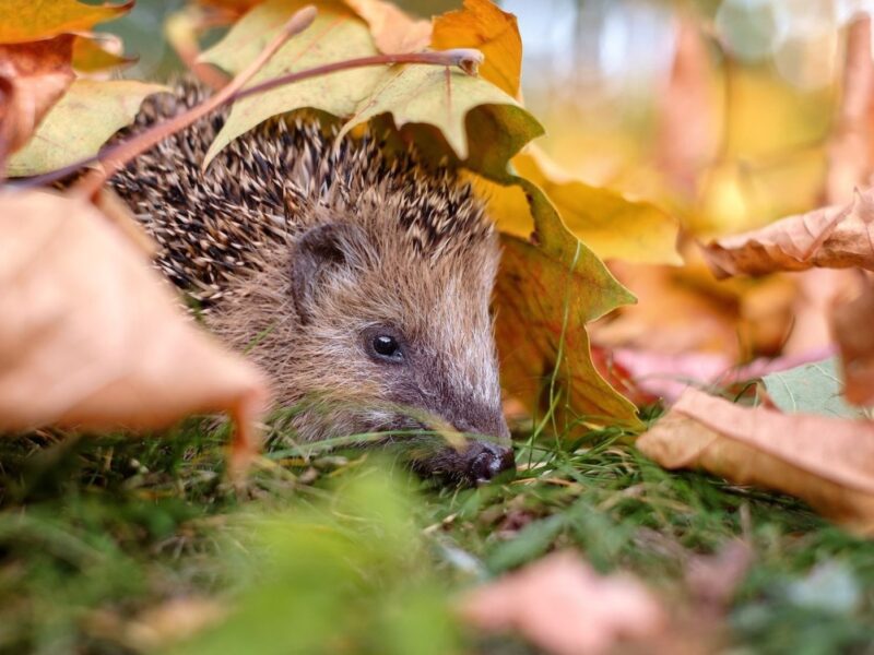 Igel