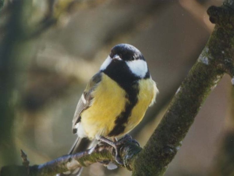 Kohlmeise im Garten