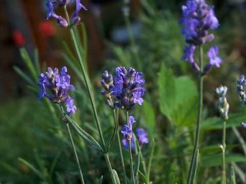 Lavendelblüte