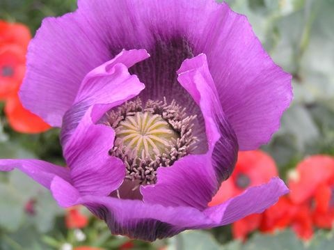 Mohnblume