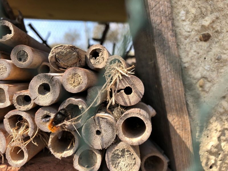 Nisthilfe für Wildbienen